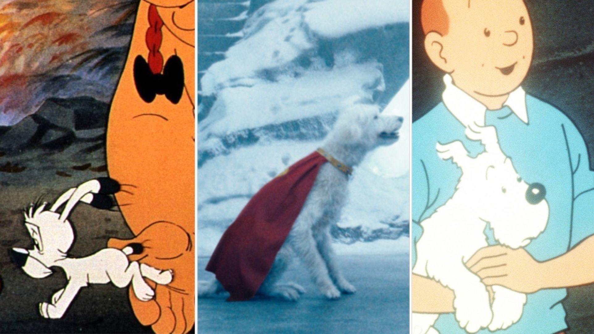 Idefix, Krypto und Struppi sind nur drei Hunde, die in Film und Fernsehen begeistern.