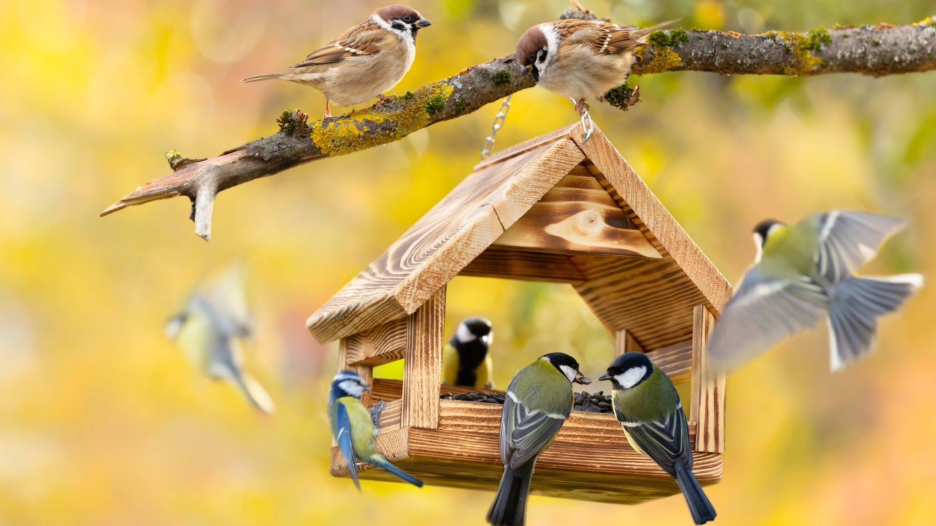 Gerade jetzt macht es besonders viel Freude, die Vögel zu beobachten und ihr Verhalten kennenzulernen. Diese Arten kommen in heimischen Gärten am häufigsten vor.