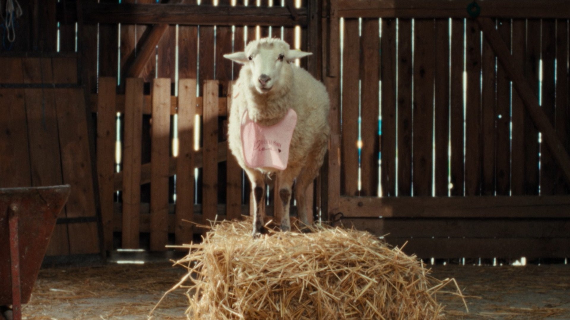 «Sheep»: Schaf Oliver (gesprochen von Merlin Sandmeyer) hat die Wahrheit über das vermeintliche Paradies erkannt, doch niemand glaubt ihm.