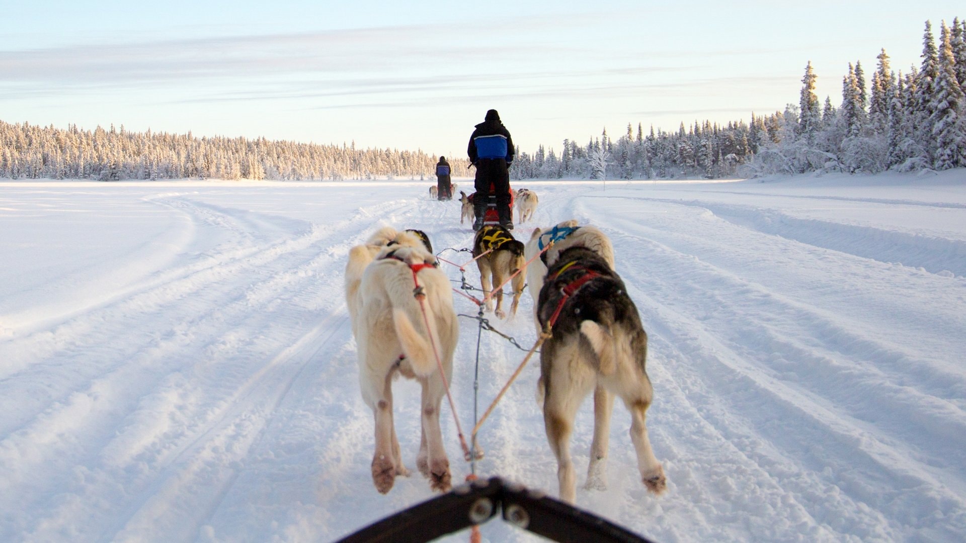 Sich von Hunden durch den Schnee ziehen lassen - das ist nur eines der wenigen Abenteuer, die Urlauber in den nordischen Ländern erleben können.