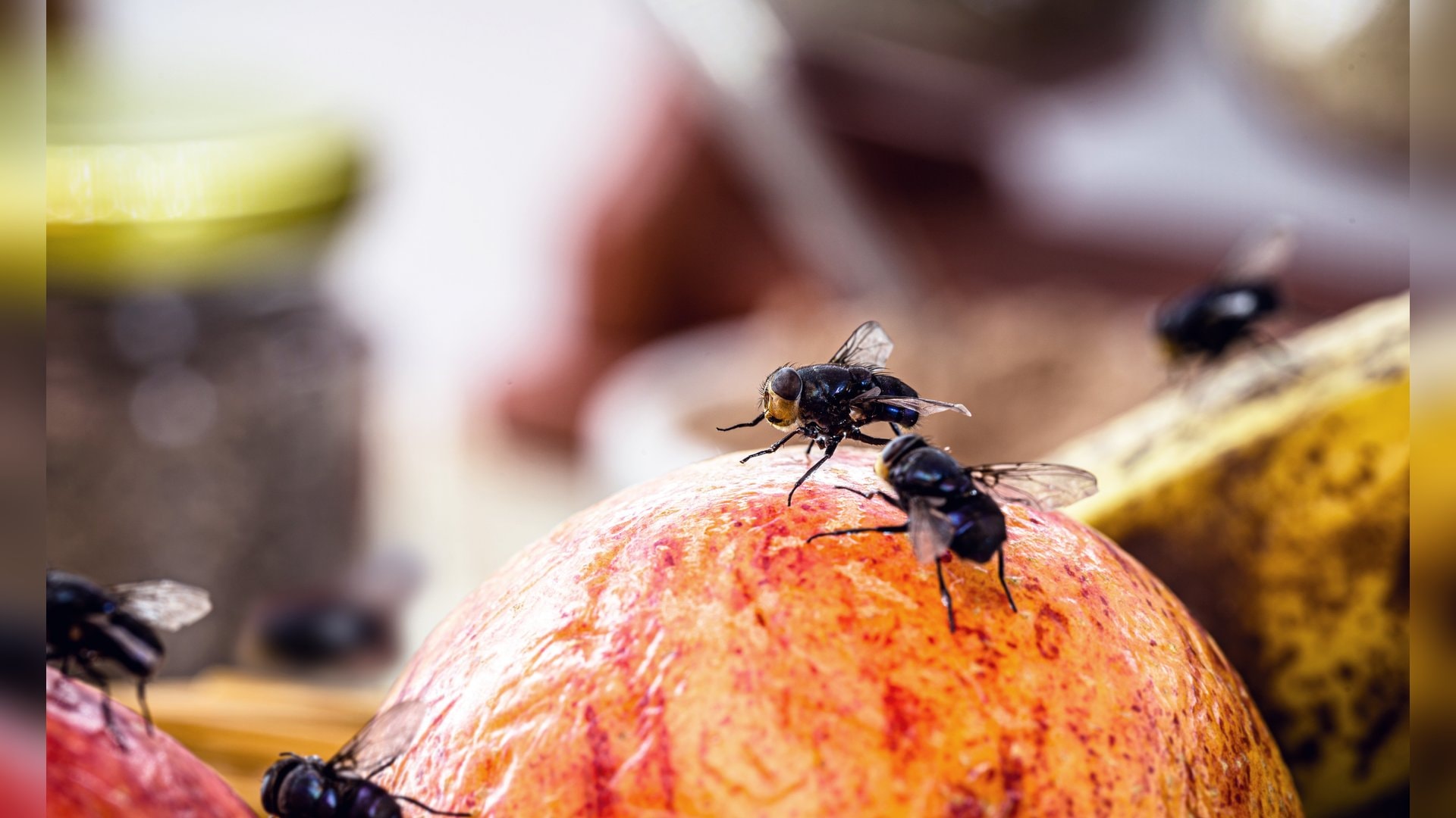 Ob Fruchtfliegen oder Lebensmittelmotten: Im Sommer findet Ungeziefer schnell den Weg in die Küche.